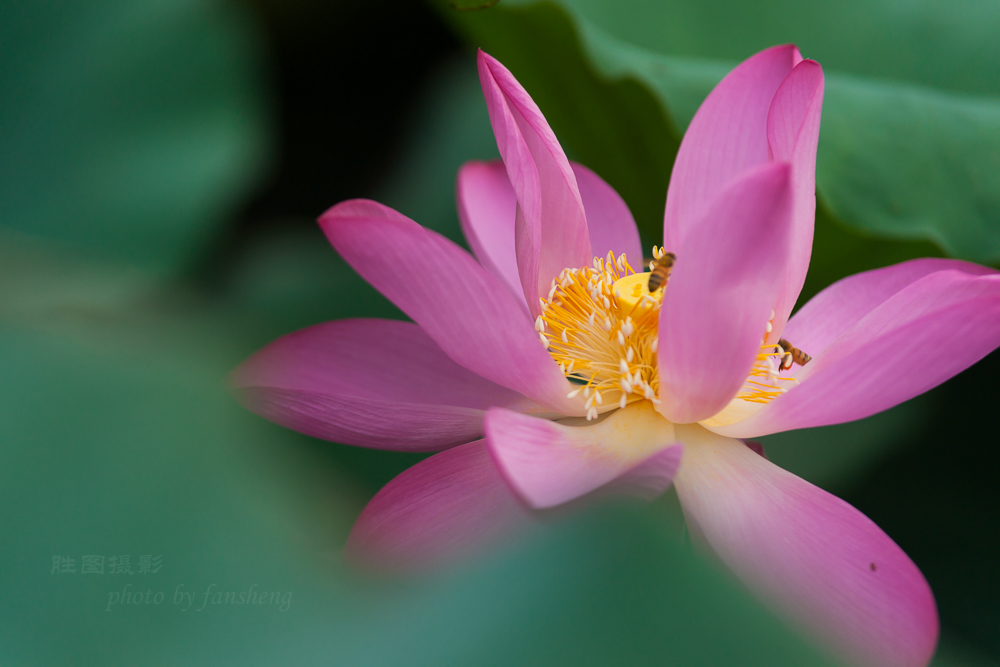 普贤寺荷花20151-800 秒 (f - 4.0)-79.JPG