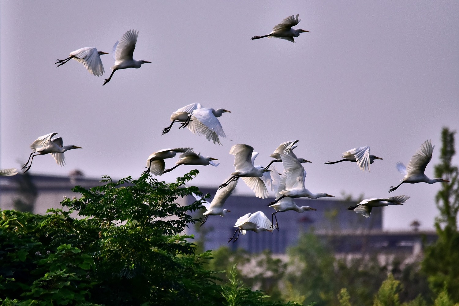 DSC_7646 - 副本.JPG