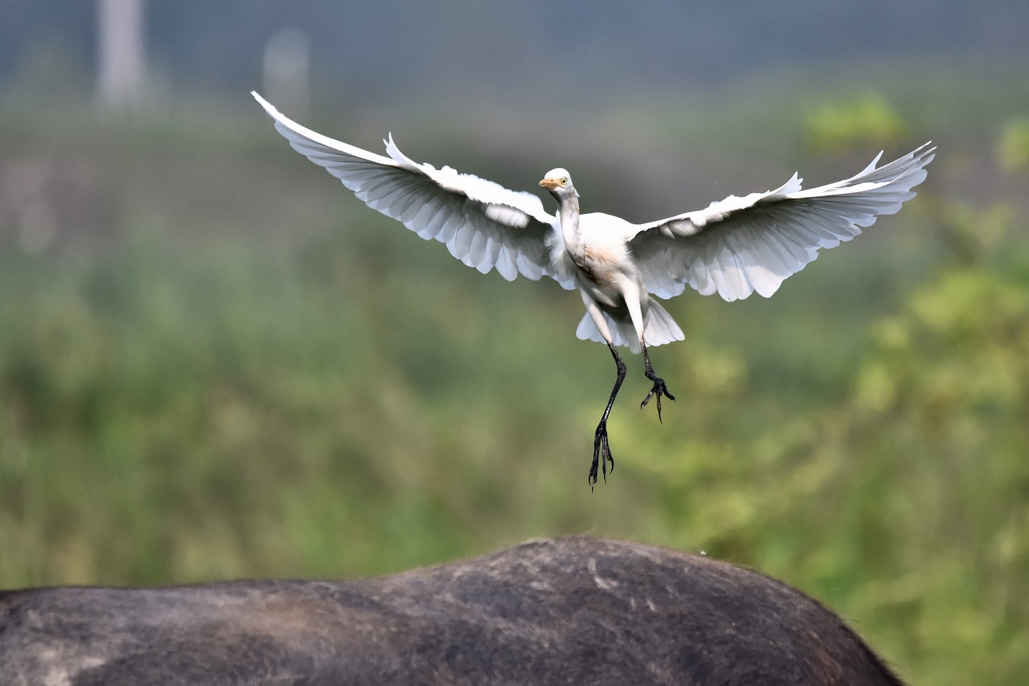 DSC_8123 - 副本.JPG