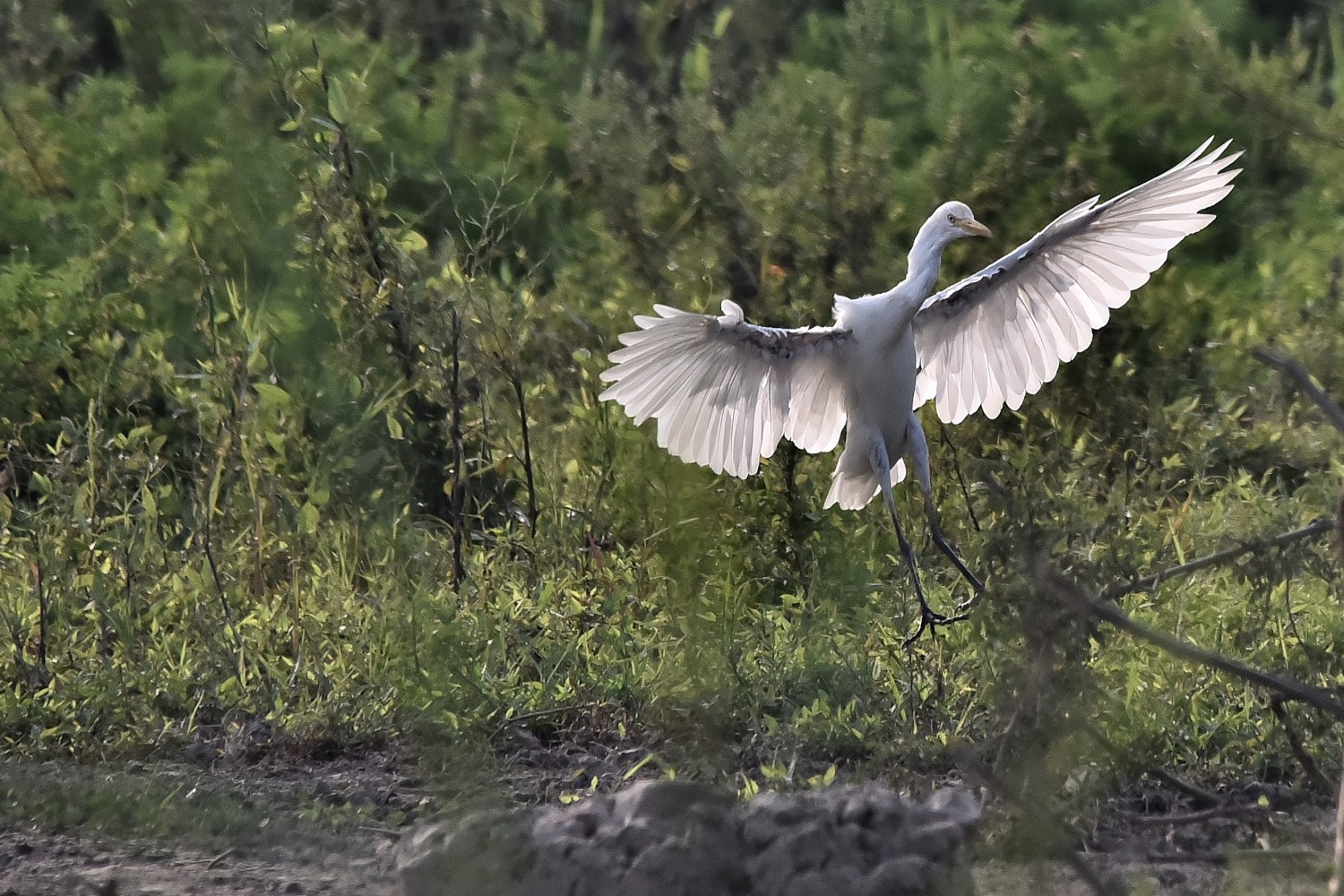 DSC_8198 - 副本.JPG