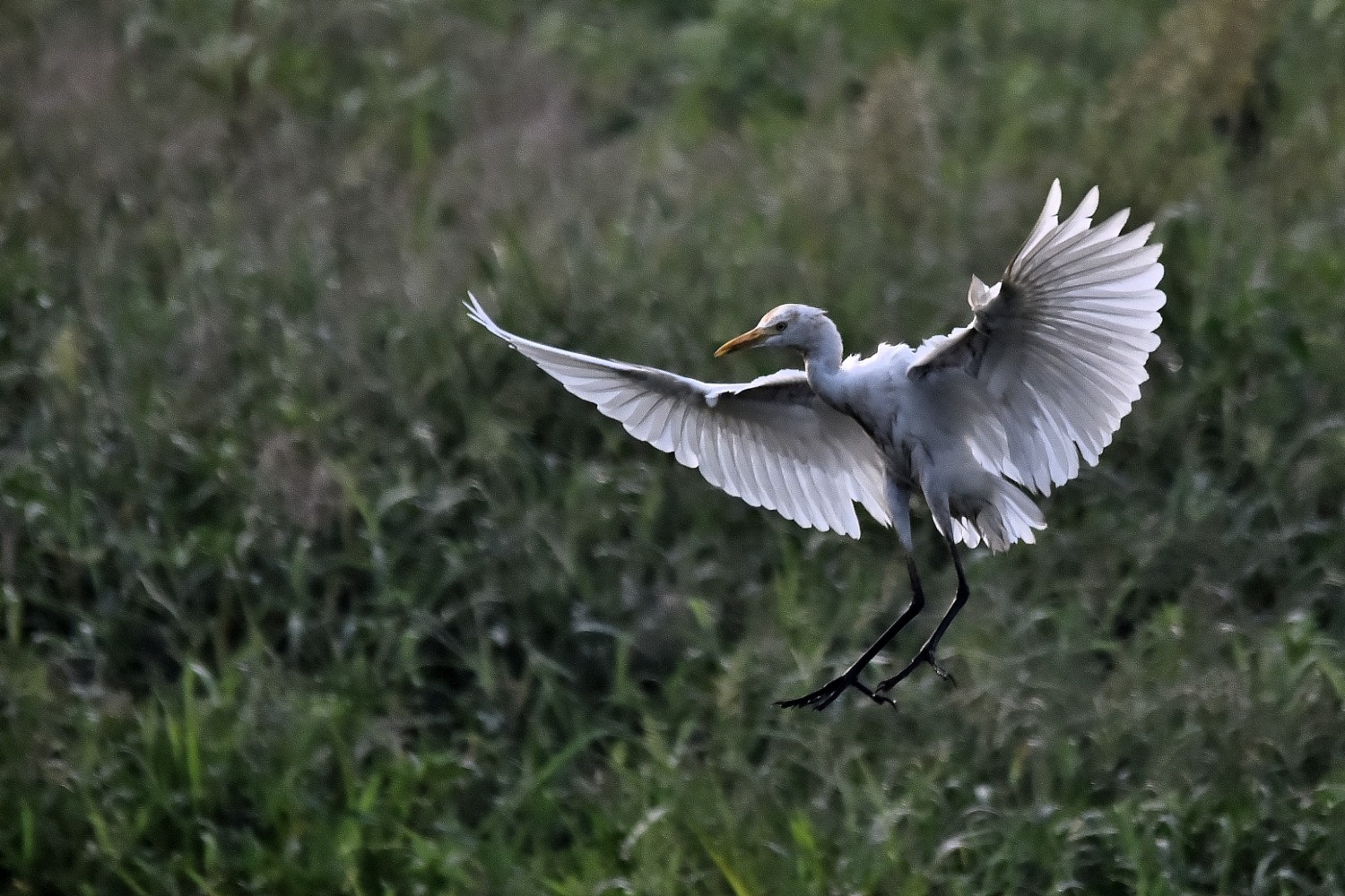 DSC_8398 - 副本.JPG