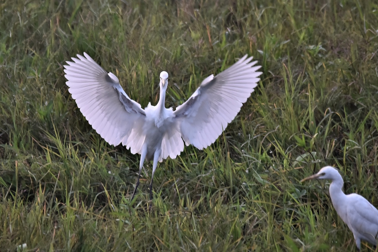 DSC_8657 - 副本.JPG