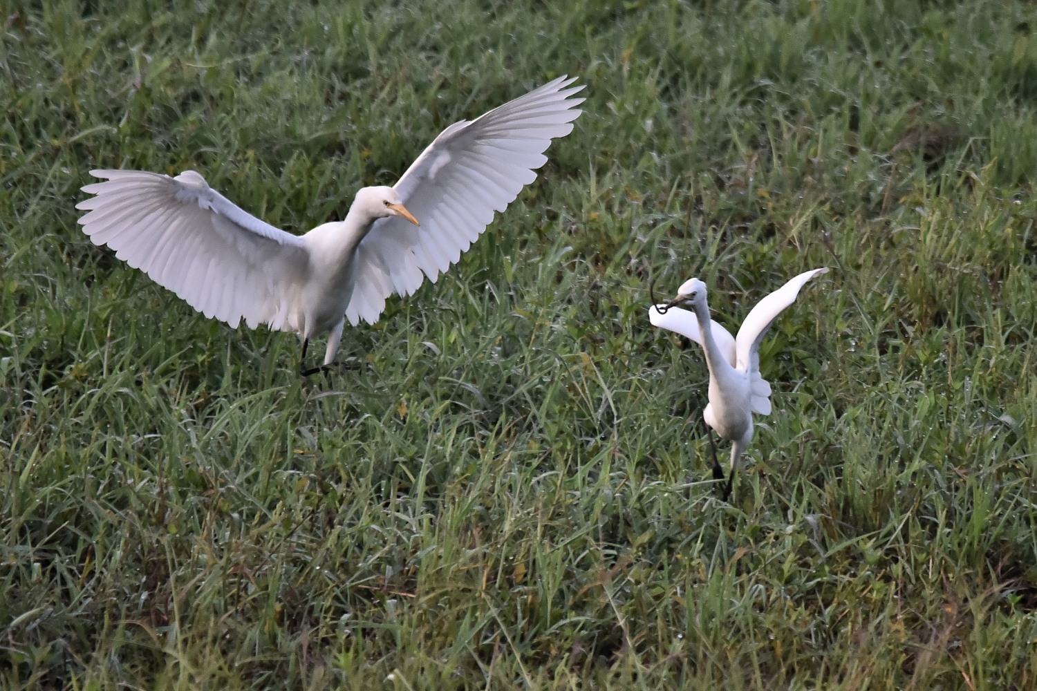 DSC_8664 - 副本.JPG