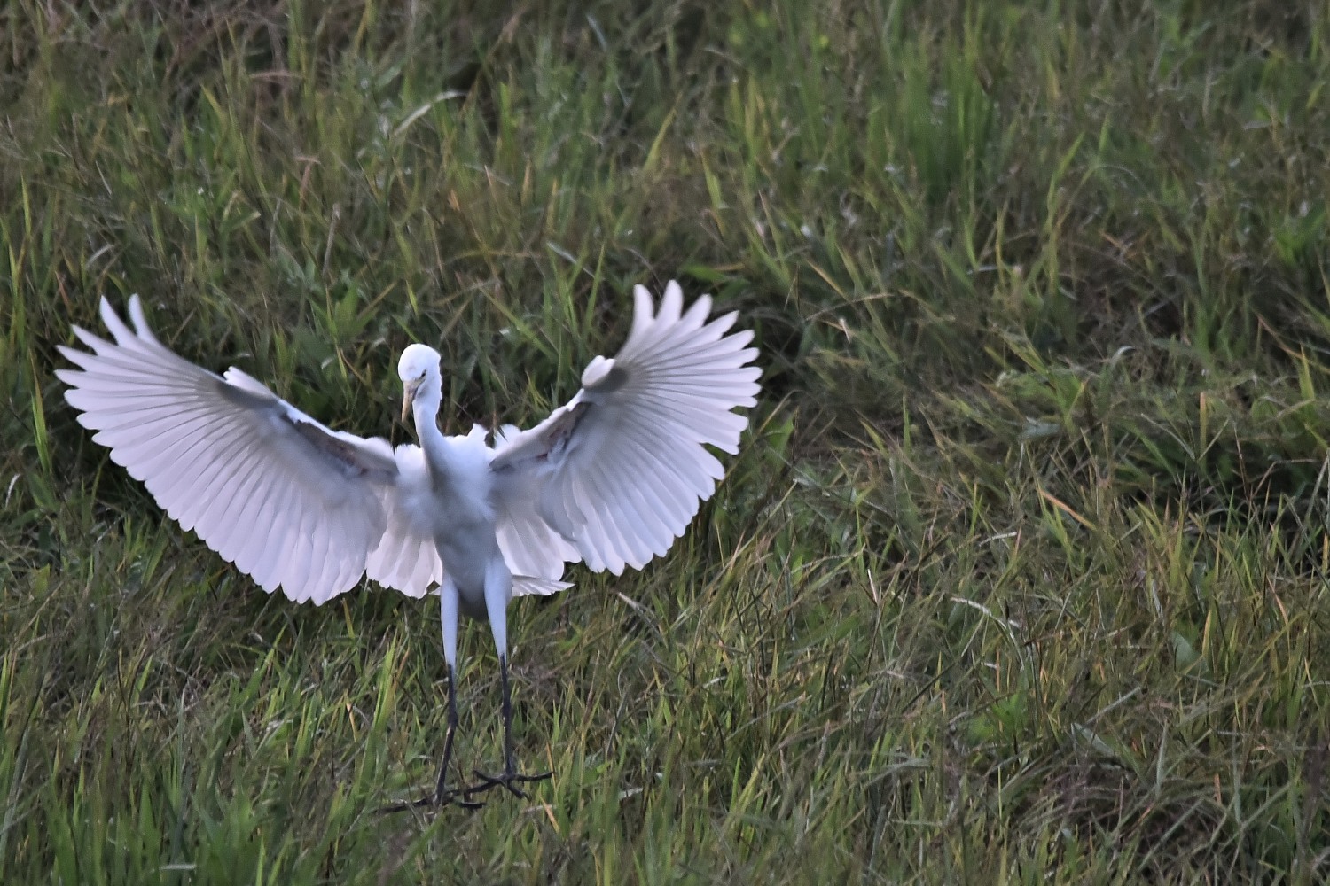 DSC_8679 - 副本.JPG