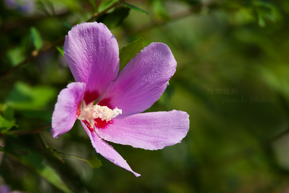 花卉20150903手动-621 (1).JPG