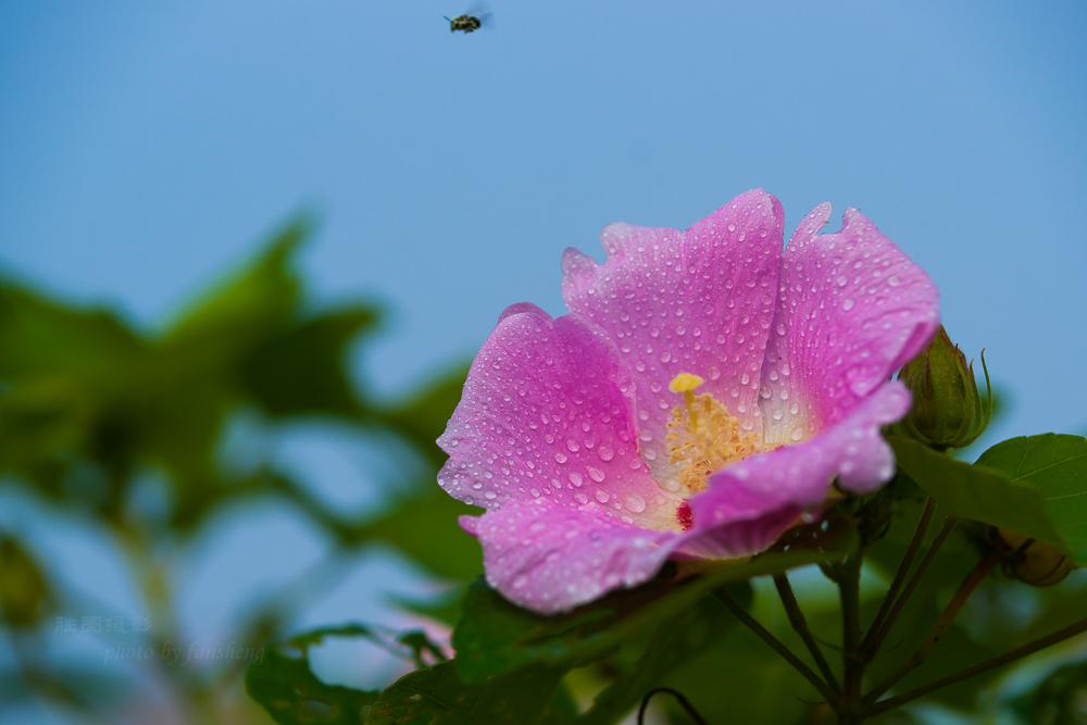 花卉20150903手动-621 (4).JPG