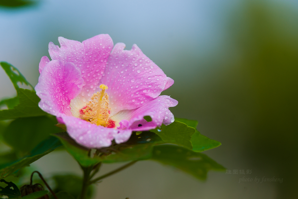 花卉20150903手动-621 (5).JPG