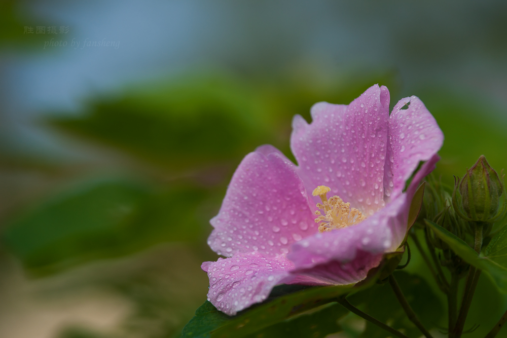 花卉20150903手动-621 (7).JPG