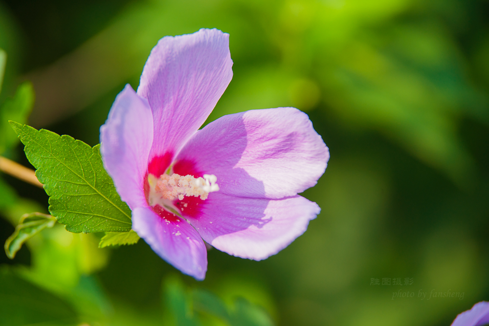 花卉20150903手动-621 (8).JPG