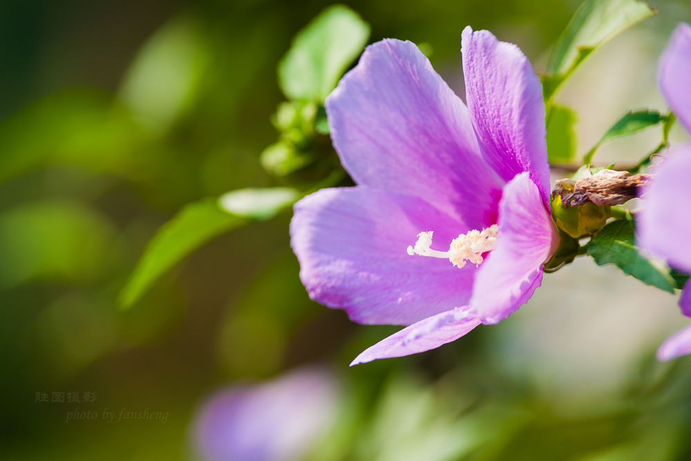 花卉20150903手动-621 (9).JPG