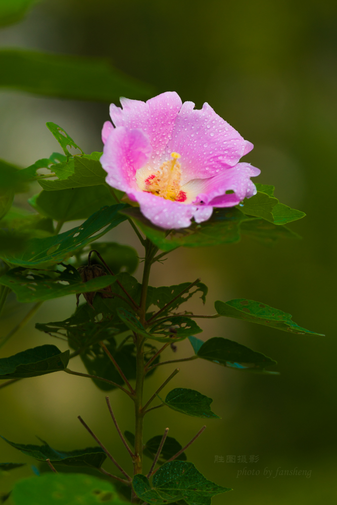 花卉20150903手动-621 (6).JPG