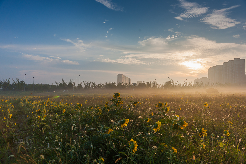 南通北城向日葵24 mm-77.JPG