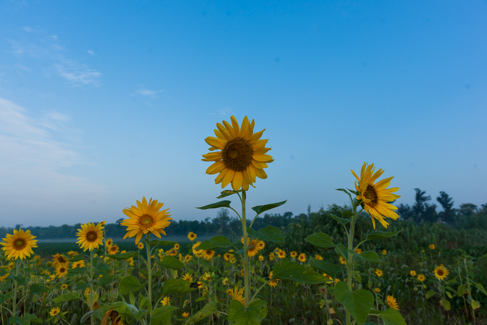 南通北城向日葵24 mm-90.JPG