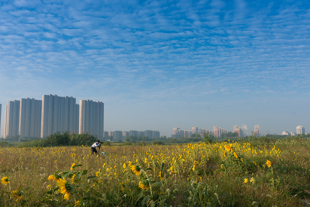 南通北城向日葵28 mm-18.JPG