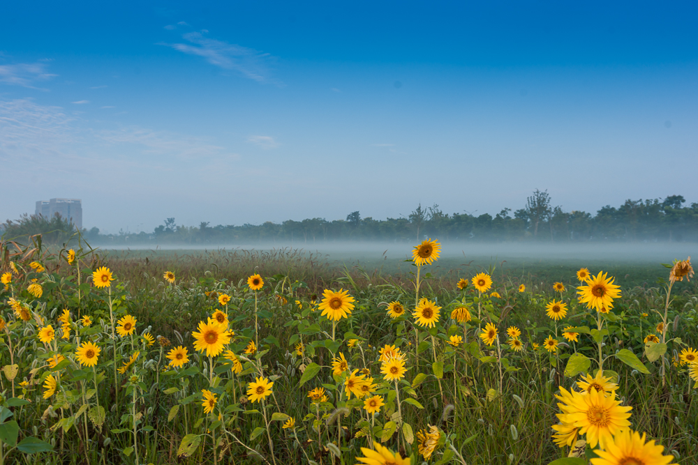南通北城向日葵30 mm-3.JPG