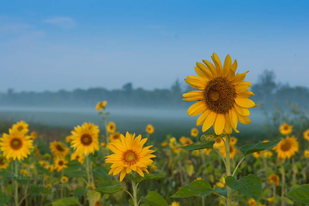南通北城向日葵55 mm-21.JPG
