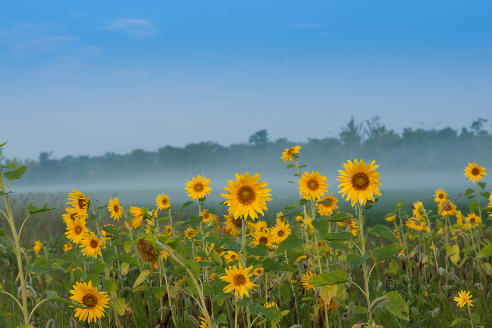 南通北城向日葵70 mm.JPG