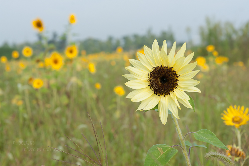 南通北城向日葵70 mm-27.JPG
