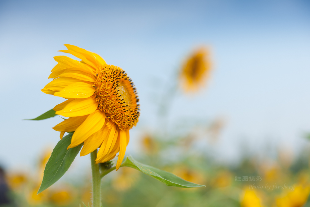 南通北城向日葵70 mm-66.JPG