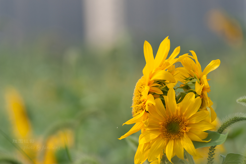 南通北城向日葵180 mm-39.JPG