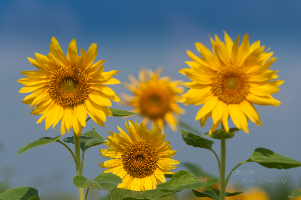 南通北城向日葵200 mm-30.JPG