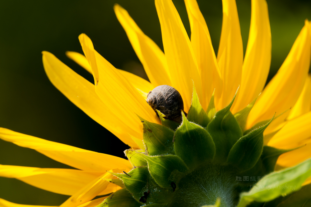 南通北城向日葵200 mm-54.JPG