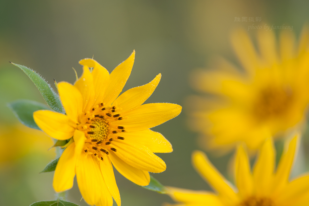 南通北城向日葵200 mm-76.JPG