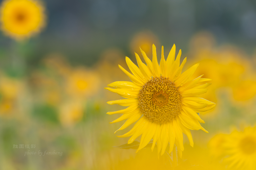 南通北城向日葵200 mm-77.JPG