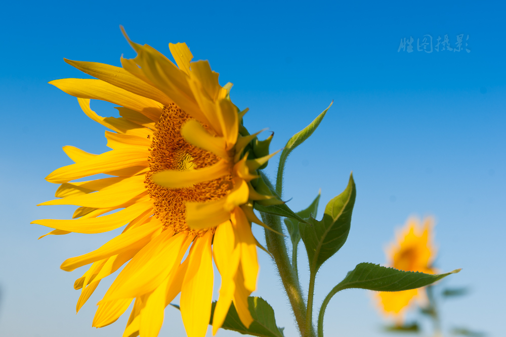 南通城北向日葵20151-125 秒 (f - 7.1)-20.jpg
