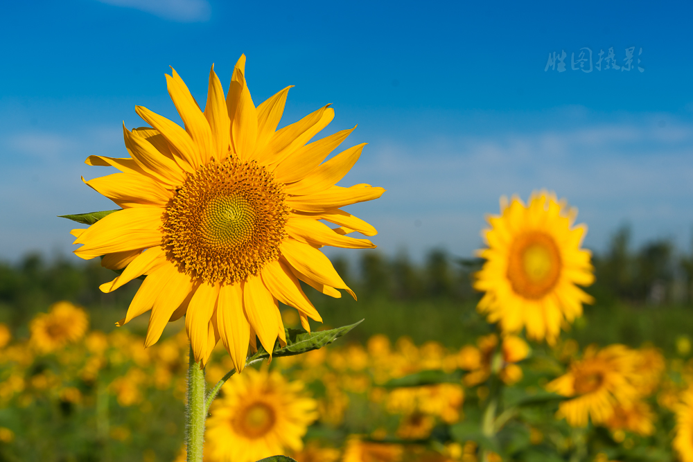 南通城北向日葵20151-250 秒 (f - 9.0)-16.jpg