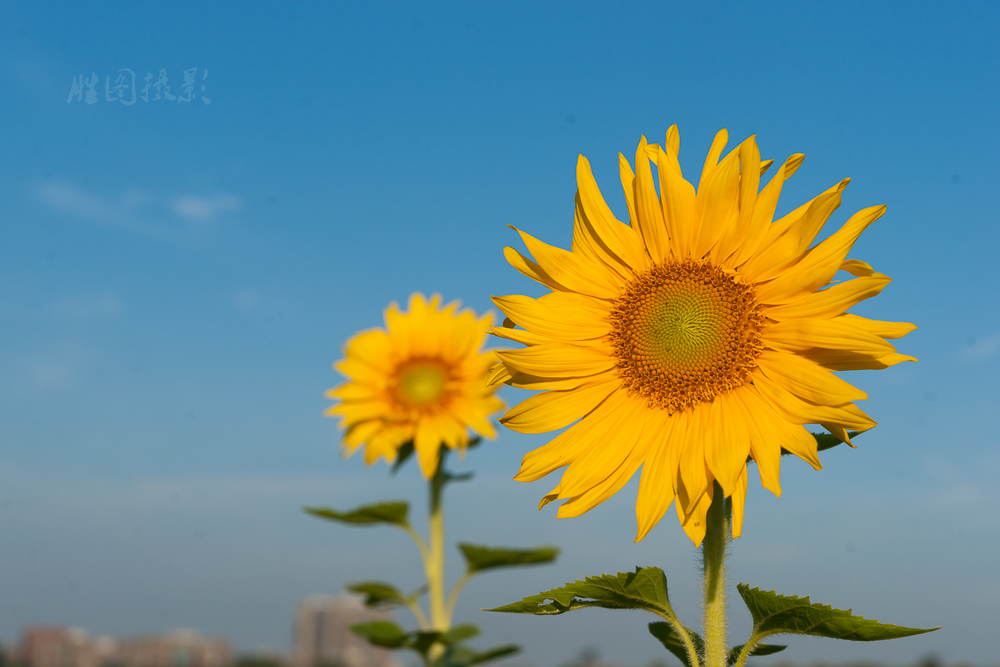 南通城北向日葵20151-320 秒 (f - 9.0)-9.jpg