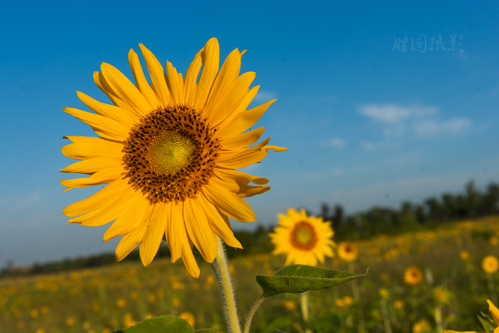 南通城北向日葵20151-320 秒 (f - 9.0)-14.jpg