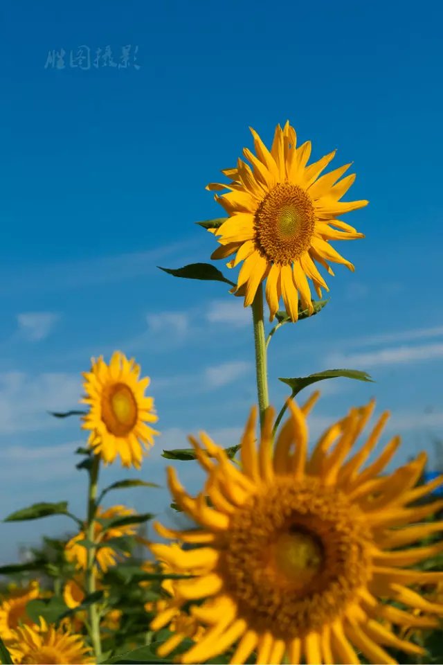 向日葵 (6).jpeg
