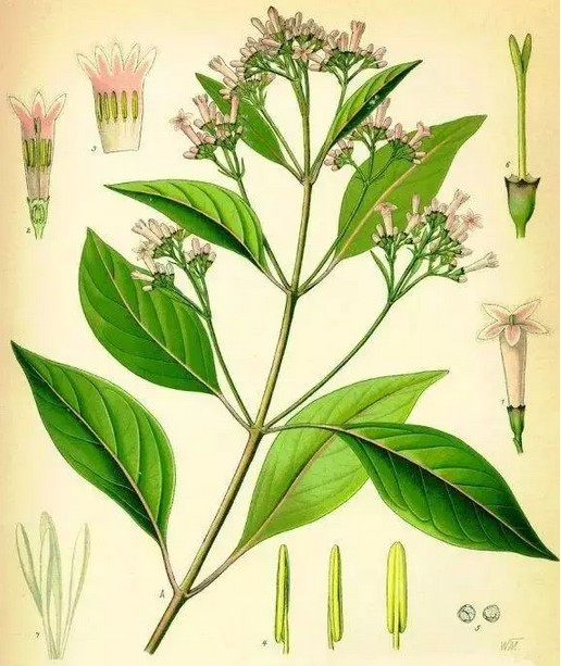 中西医之争可以稍息了：道不同也可相为谋