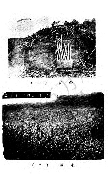 访谈︱赵国壮：井盐、猪鬃、蚕丝……大后方用特产支援抗战