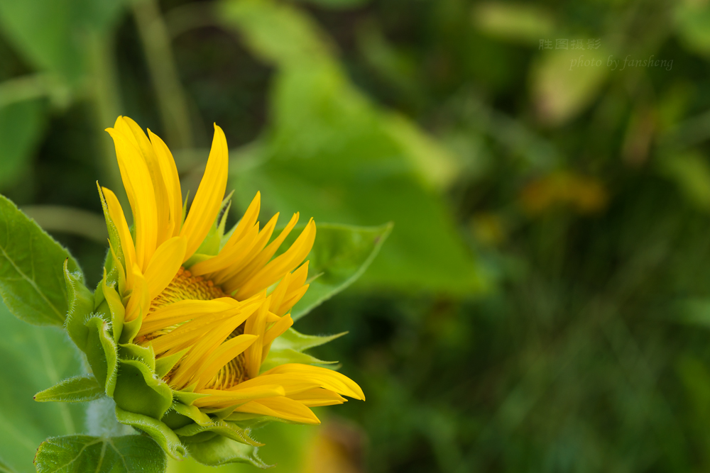 南通北城向日葵70 mm-56.JPG