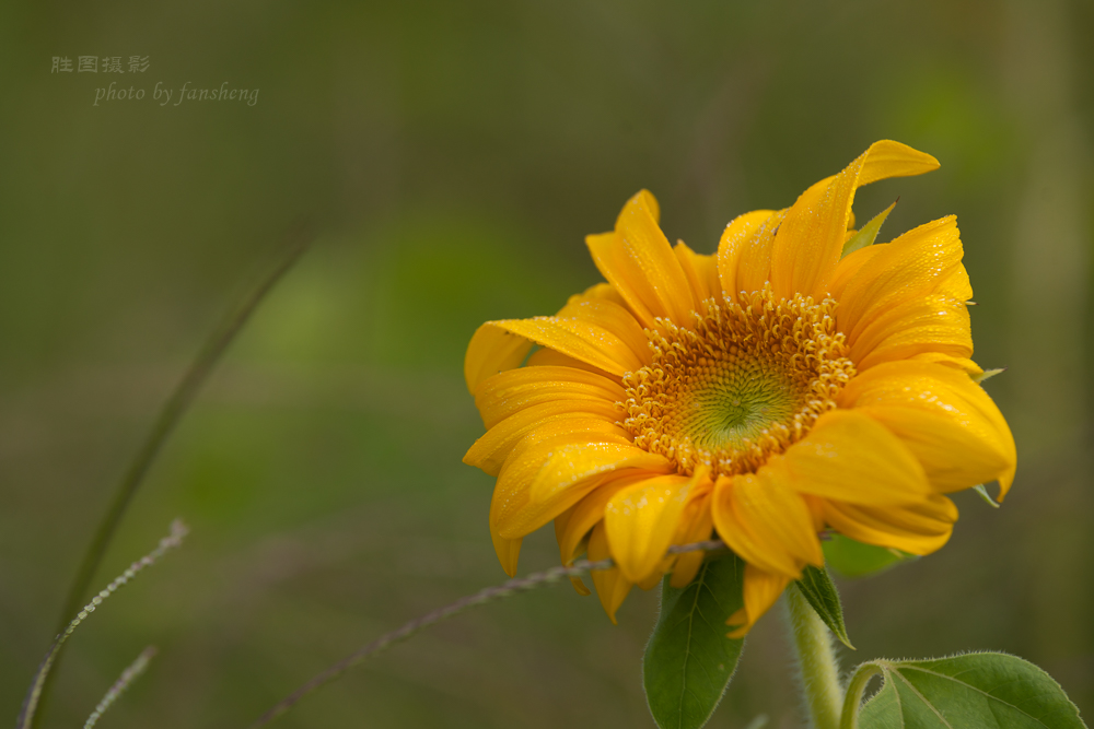 南通北城向日葵140 mm-17.JPG