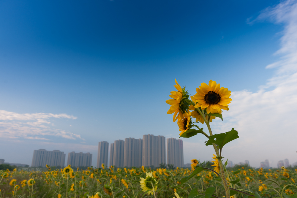 南通北城向日葵20151-15 秒 (f - 7.1)-18.JPG
