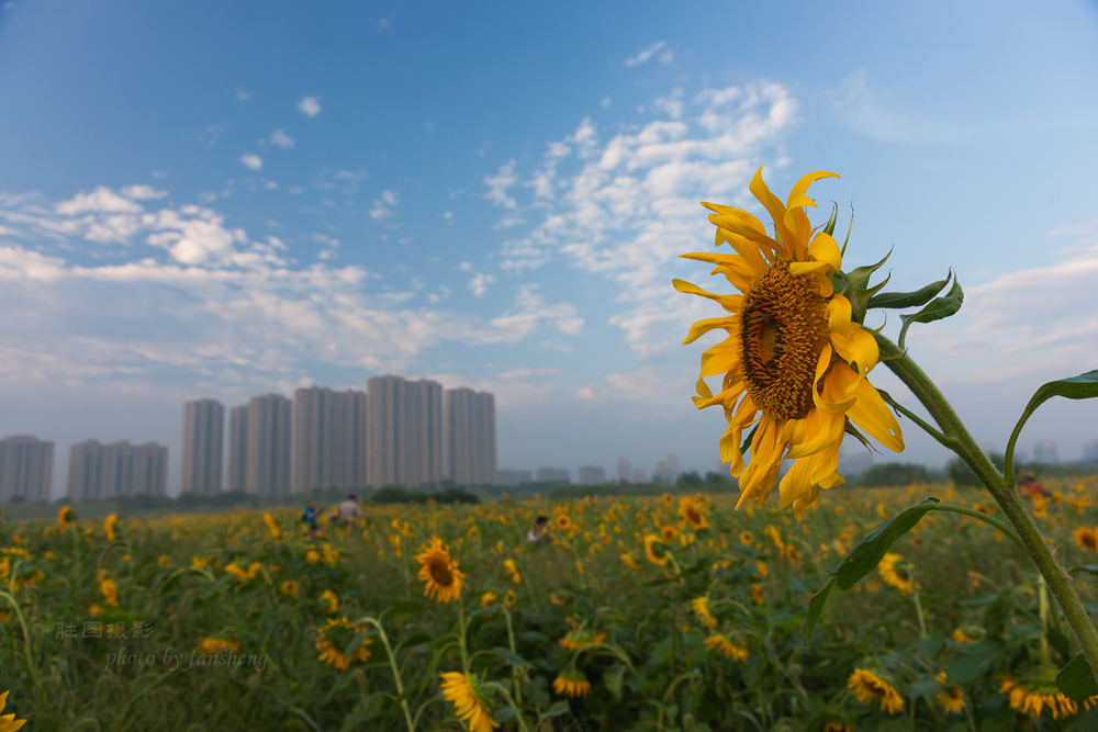 南通北城向日葵20151-30 秒 (f - 5.6)-10.JPG