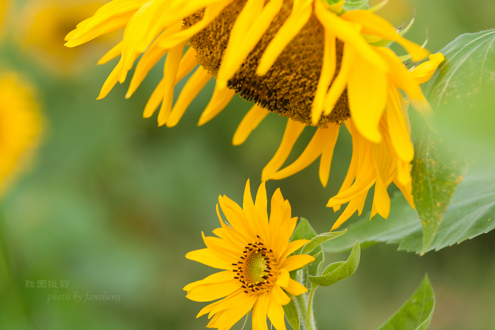 南通北城向日葵20151-200 秒 (f - 5.0)-12.JPG