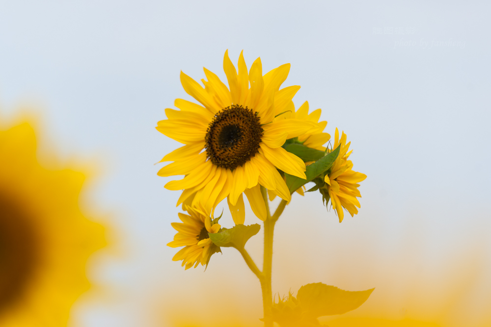 南通北城向日葵20151-250 秒 (f - 5.6).JPG