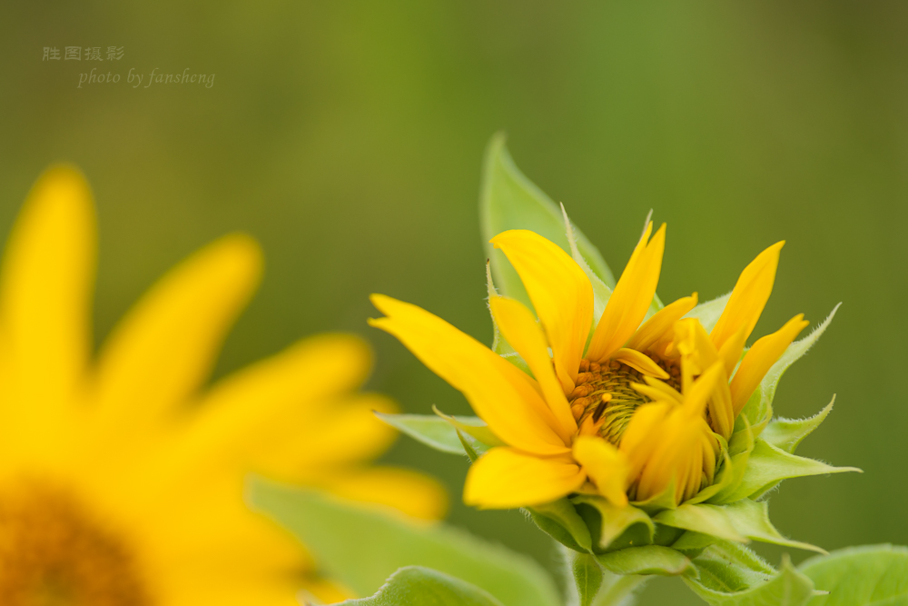 南通北城向日葵20151-250 秒 (f - 5.6)-7.JPG