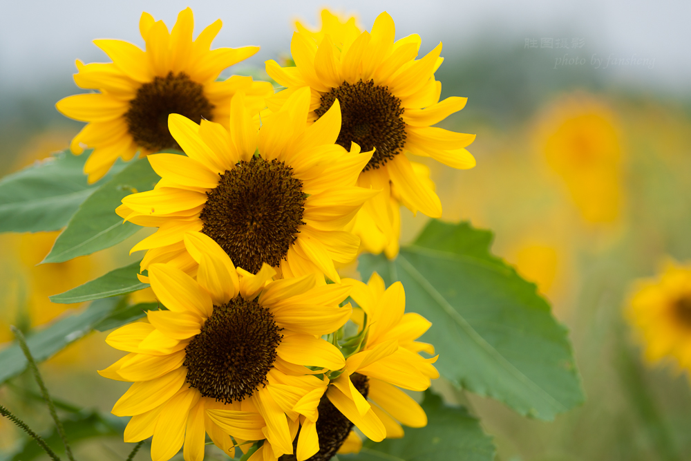 南通北城向日葵20151-640 秒 (f - 3.2)-2.JPG