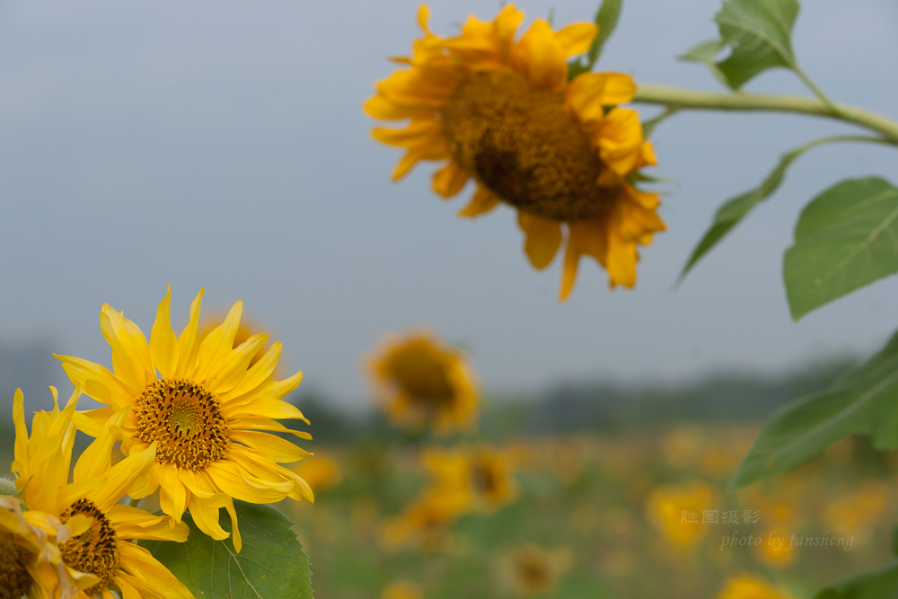 南通北城向日葵20151-640 秒 (f - 7.1).JPG