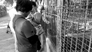 北海公园竹子被刻