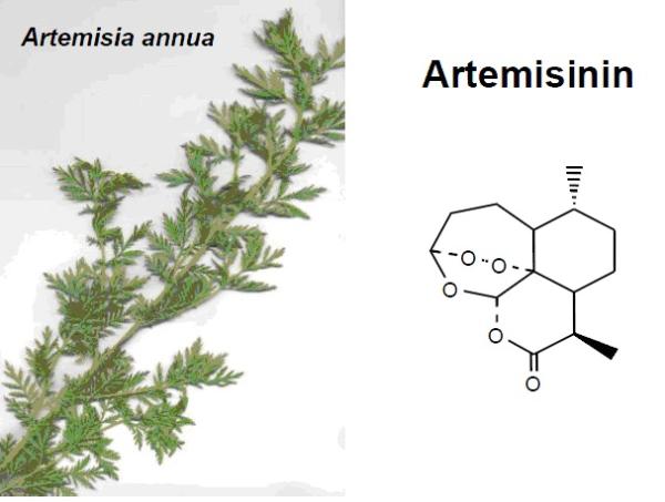 关于屠呦呦和青蒿素的四点疑问