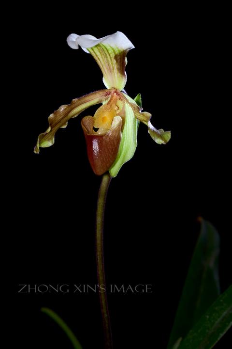 中国“洋兰”，土鳖变海龟