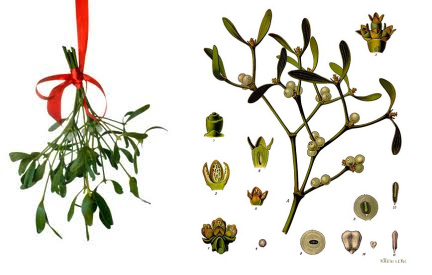 作为圣诞节西方国家最常见的植物之一，槲寄生不仅被用来单独编织成束，还被插入圣诞花环，在各种勾搭场合频频亮相。