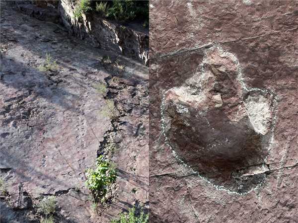 左：化石点上部的足迹群，右：鸟脚类恐龙的“三叶草”足迹