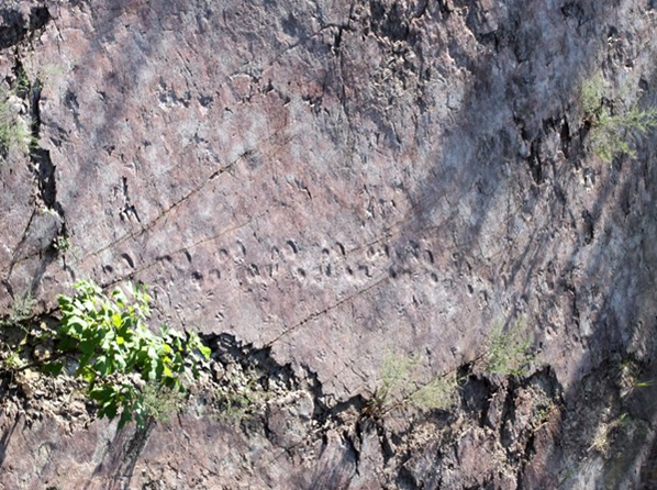 化石点上部的足迹群